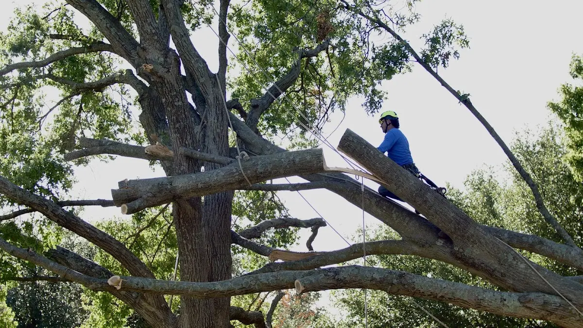 Professional Crown Thinning performed by certified arborists in Chocorua