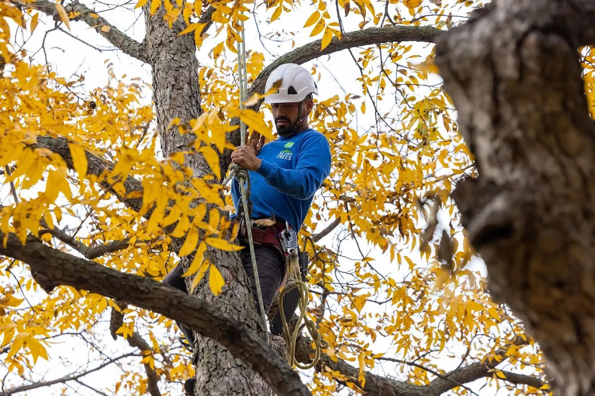 Skilled Tree Pruning crew working in Chocorua